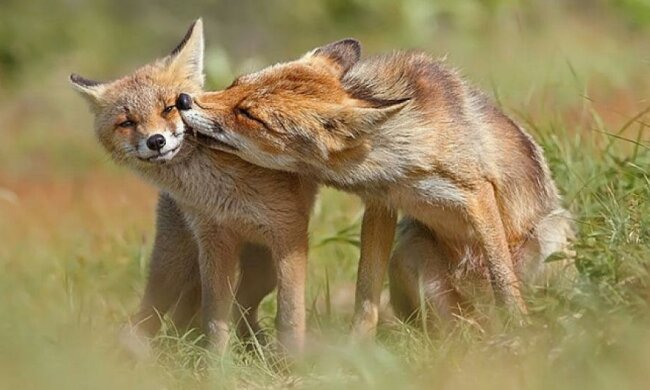 Влюбленные лисы глазами фотографа 