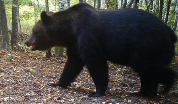 Вперше зробили кольорові знімки ведмедя в Чорнобильській зоні (фотофакт)