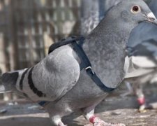 Голуб-шпигун перехитрив індійських прикордонників