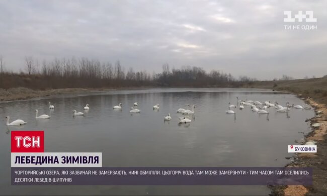 На Буковине сотни лебедей в смертельной опасности, черновчане - за дело: могут не дожить до весны