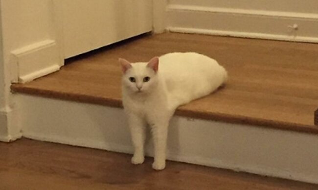 Белый кот стал героем фотожаб