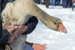 На Харьковщине судят женщину, которая избила соседку живыми гусями