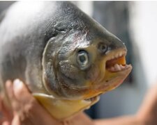 Піранья з людськими зубами, скріншот з livescience.соm