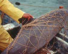 Унікальні морські свині опинилися на межі зникнення