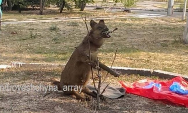 Жителей Троещины напугало чучело собаки 