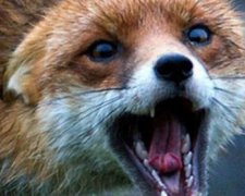 В Винницкой области нашли бешеную лису