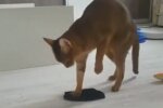 Кошка Алиса, кадр из видео
