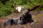 У Києві розгулював лось, фото з мережі