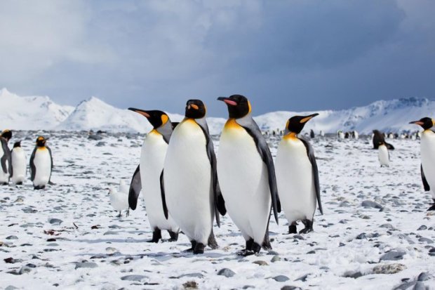 З'явилося дивне фото з виборів президента України в Антарктиці: клаптик папірця і пінгвіни