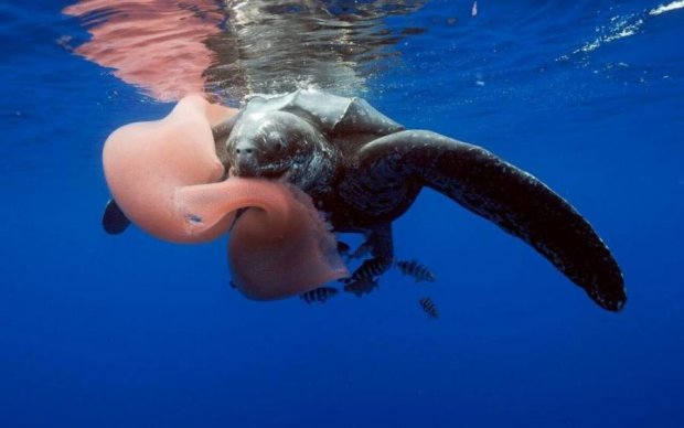 Неизвестных науке существ нашли на дне Тихого океана: видео