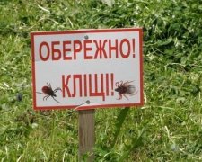 Как уберечься от клещей в лесу