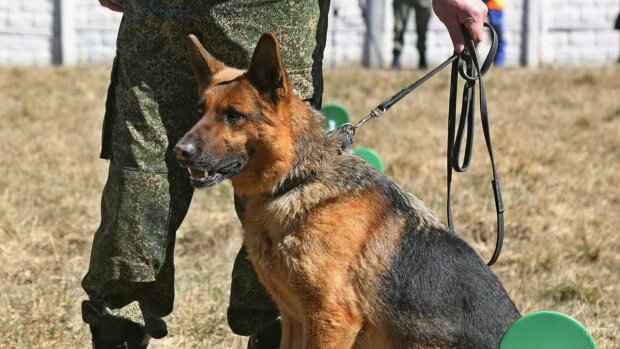 Під Дніпром сміливий пес вирвав з лап смерті 4-річну крихітку: "тисне лапу" вся Україна