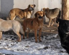 Собаки розірвали на шматки: останні хвилини життя хлопця показали на відео