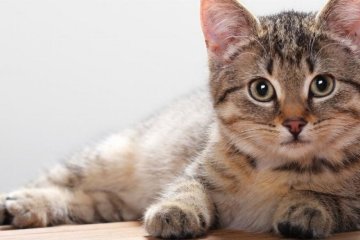 В Киеве пройдет конкурс красоты среди кошек