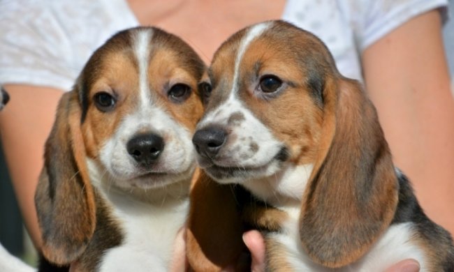 Вчені створили цуценят "з пробірки"