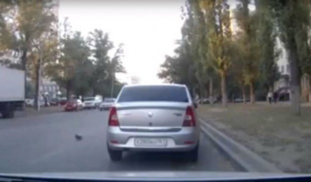 В России из-за голубя-пешехода столкнулись автомобили (видео)