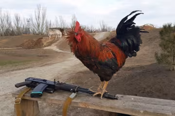 Бойцы около Мариуполя развели кур в окопах