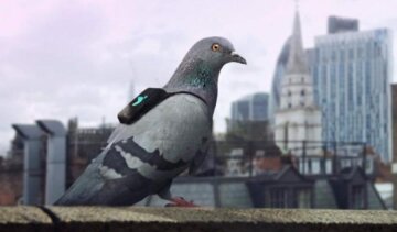 Лондонские голуби делают посты в Twitter