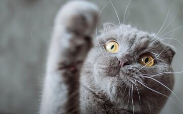 Кіт породи Scottish Fold. Фото: скриншот Youtube