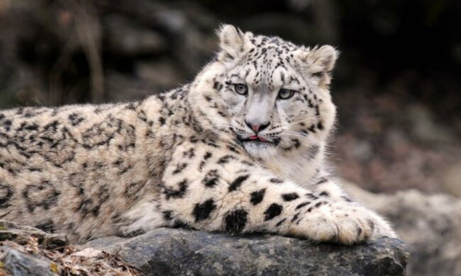 Тварини загадково гинуть у зоопарку Миколаєва