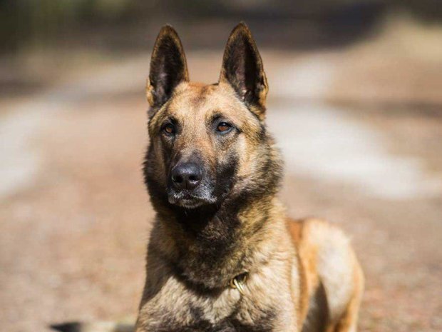 В Кривом Роге потерялся мальчик, но служебная собака показала полицейским, как надо работать: трогательная история спасения