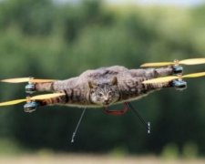 Голландец сделает беспилотник из трупа коровы