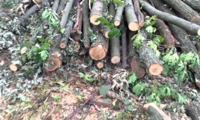 Під Києвом варварськи вирубують ліс