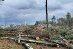 Вирубка лісу Новою Поштою
