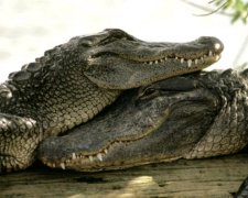 Невідомі "виміняли" шкільні монітори на крокодилів