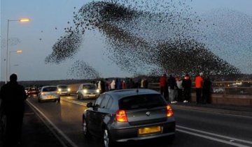 Пьяные скворцы ввергли в хаос австрийскую магистраль