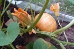 Выращивание тыквы, фото: Знай.ua