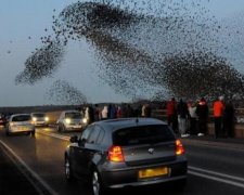 П’яні шпаки спричинили хаос на австрійській магістралі