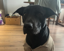 Собака, фото: Знай.ua