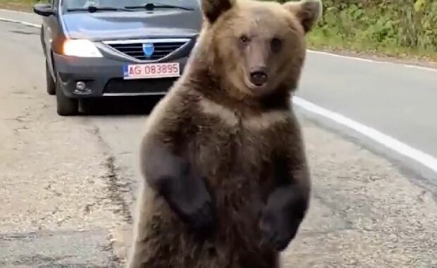 Компания медведей, скриншот: Instagram