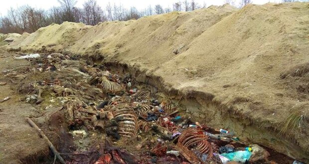 - Виявлено звалище решток тварин (Znaj.ua) - rai.ua