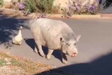 скріншот з відео