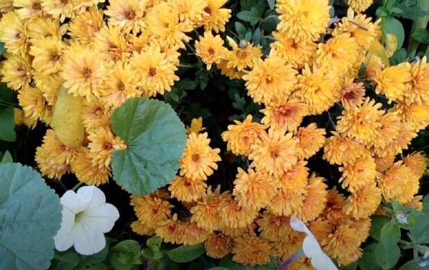 Хризантеми. Фото: Youtube