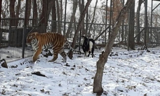 Козел вигнав тигра-товариша з  домівки (фото, відео)