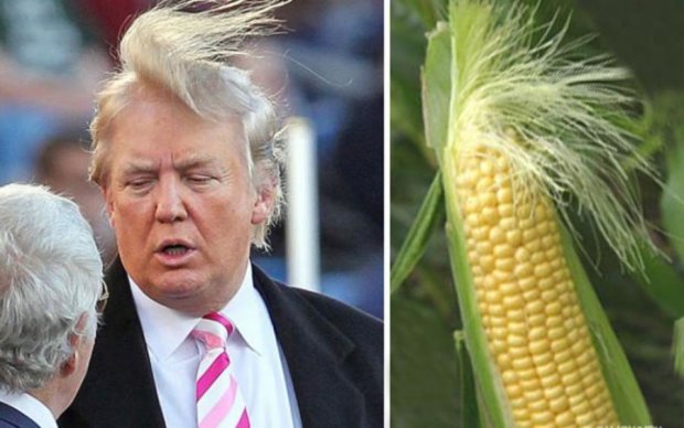 Мешок картошки Кардашьян и кукурузный чуб Трампа: на кого похожи знаменитости