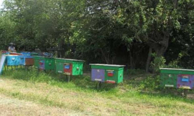 У жителя Сумської області поцупили 34 вулики із бджолами (фото)