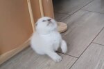 Котик, скриншот: Youtube