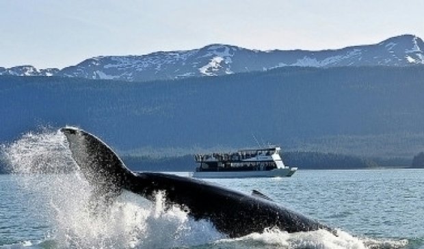 У Японському морі пором протаранив кита: є постраждалі