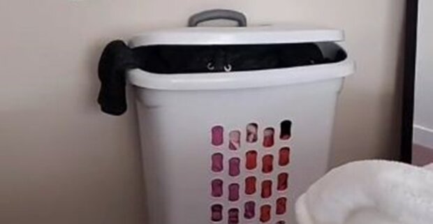 котик, скриншот с видео