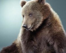 Медведицу спасли от лап циркачей