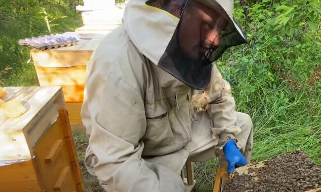 Скрин, видео YouTube пасека