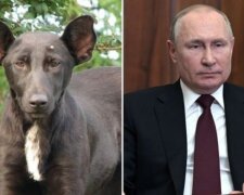 путин и собака