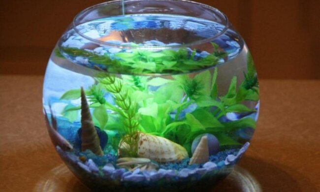 Акваріумні рибки отримають електронну няньку