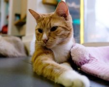Страшная жестокость: живодер превратил невинного зверька в кровавое месиво