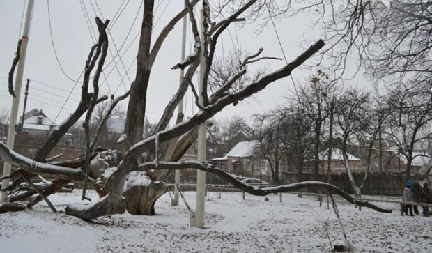 Запорожцы спасают 700-летний дуб (фото)