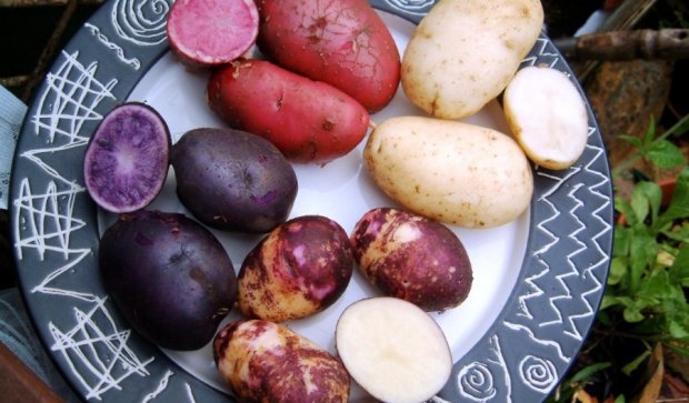 Українці вивели унікальну різнокольорову картоплю